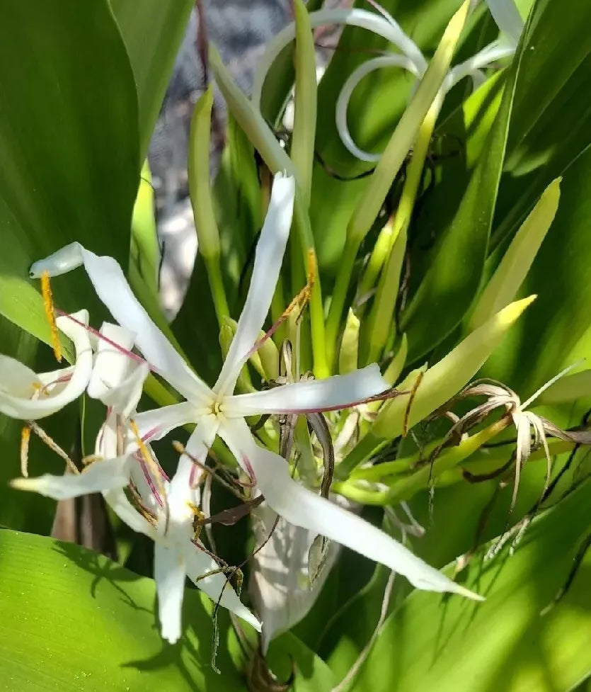 Crinum Lily Asiaticum Variegated Giant White Spider Lily Live Plant 13"