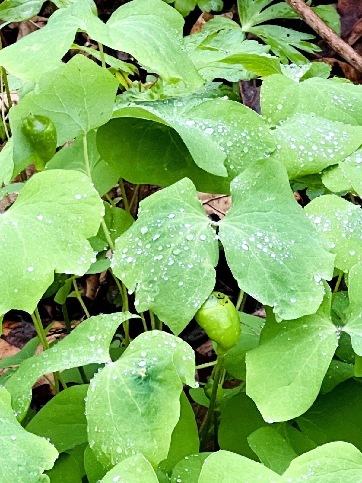 Twin Leaf Plant Bareroot 5-Pack | Jeffersonia diphylla Perennial Wildflower for Shade Gardens