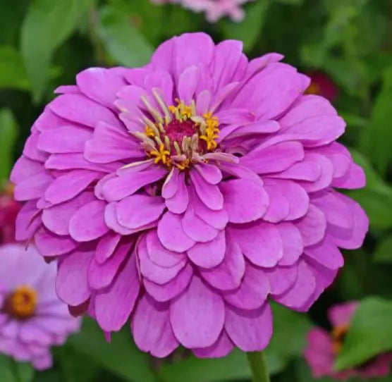 Zinnia Seeds - 200 Count - Lavender Double Butterflies - Zinnia elegans for Pollinators & Garden Flowers