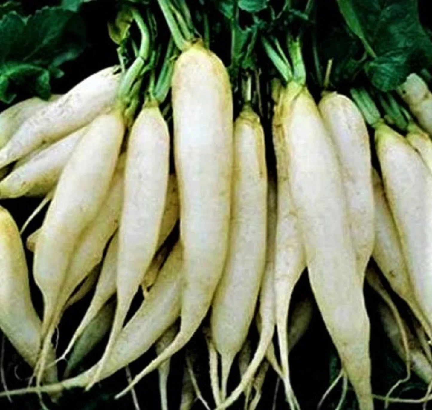 White Icicle Radish Seeds 200+ Non-GMO | Fast Growing Raphanus sativus