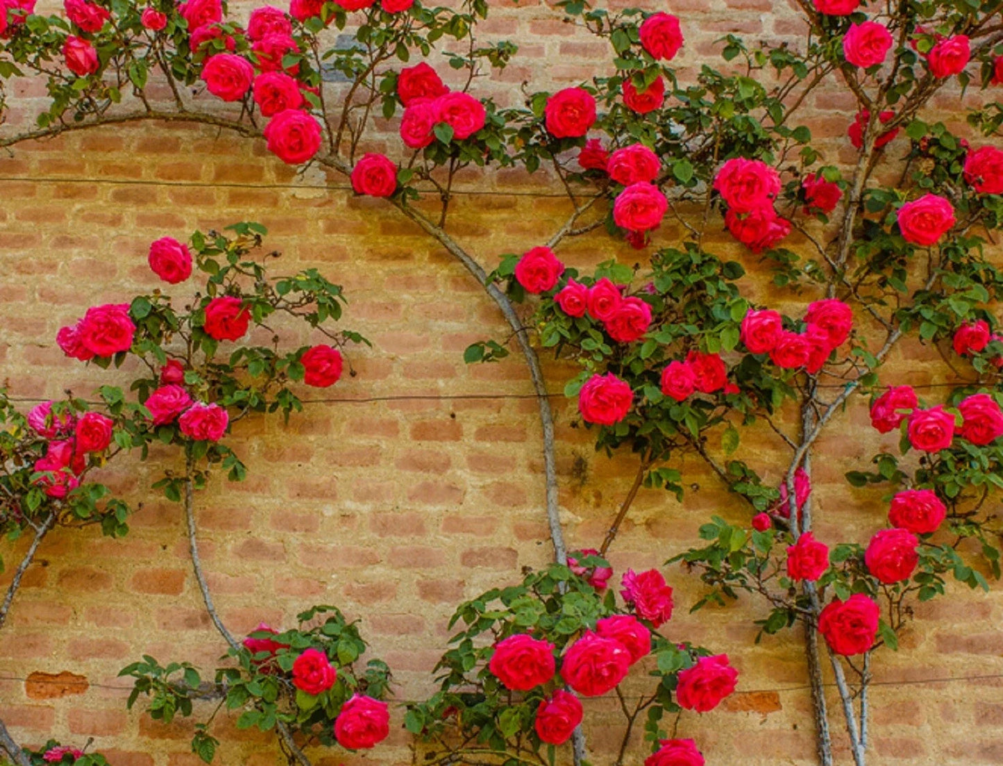 Climbing Rose Vine Seeds - 50 Pack for Garden Trellises & Fences - Rosa spp. - Fragrant Blooms & Vibrant Colors