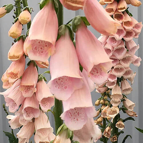Apricot Beauty Foxglove Seeds | 200-4,000 Non-GMO Digitalis purpurea Seeds