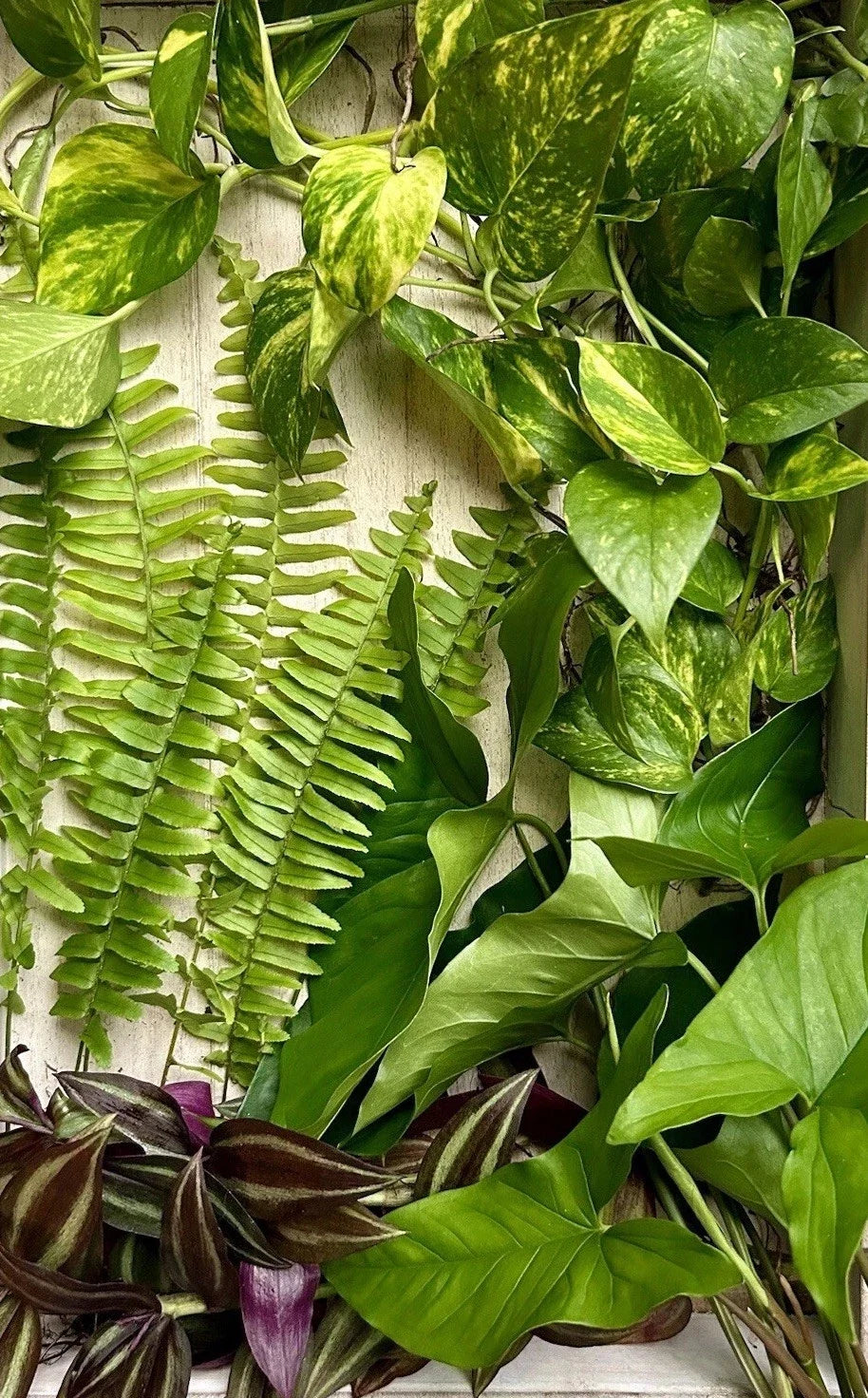 40 Rooted Plant Cuttings Assorted Varieties for Gardening & Propagation - Indoor & Outdoor Plants Collection