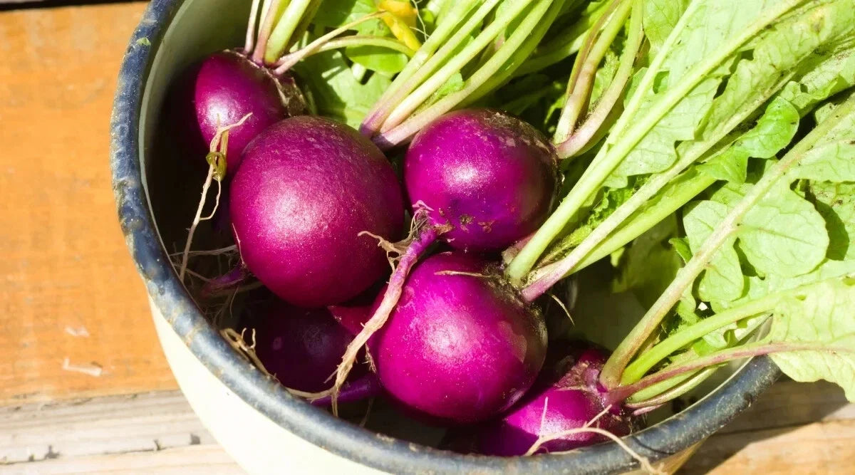 Royal Purple Radish Seeds - 500+ Non-GMO Raphanus sativus for Garden Planting, Fast-Growing, Vibrant Purple Skin