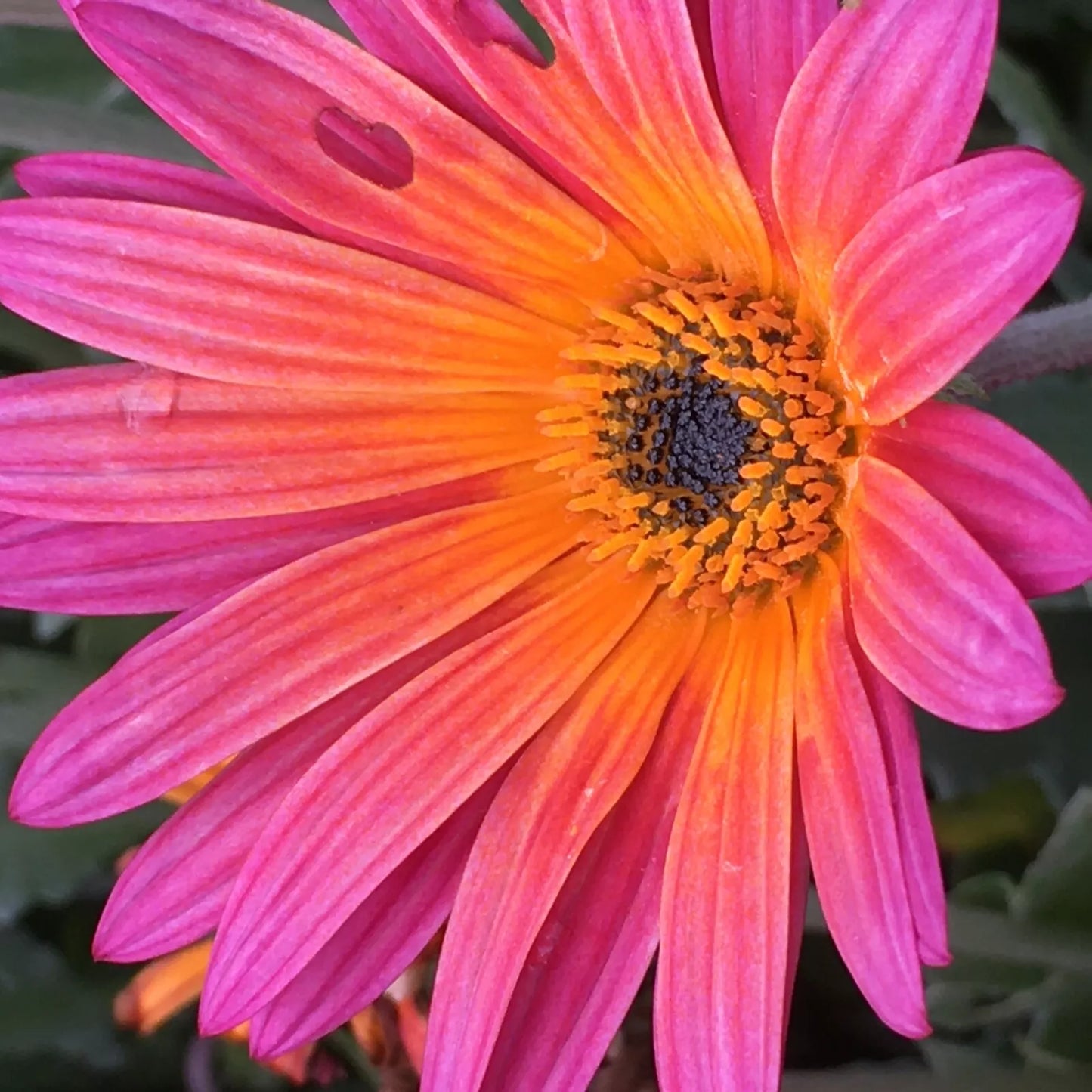 African Daisy New Sunset Seeds - 40 Seeds | Dimorphotheca sinuata