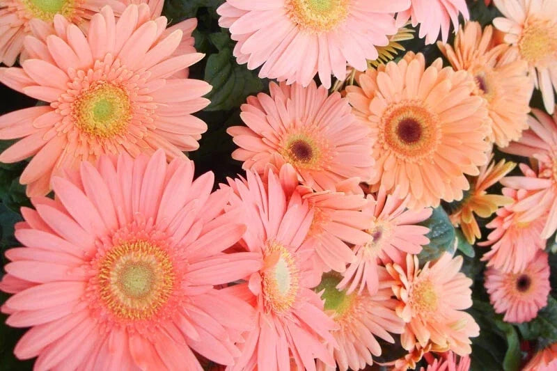 Light Pink Gerbera Daisy Seeds - 200+ Gerbera jamesonii Annual Flower Seeds for Garden, Borders, Containers
