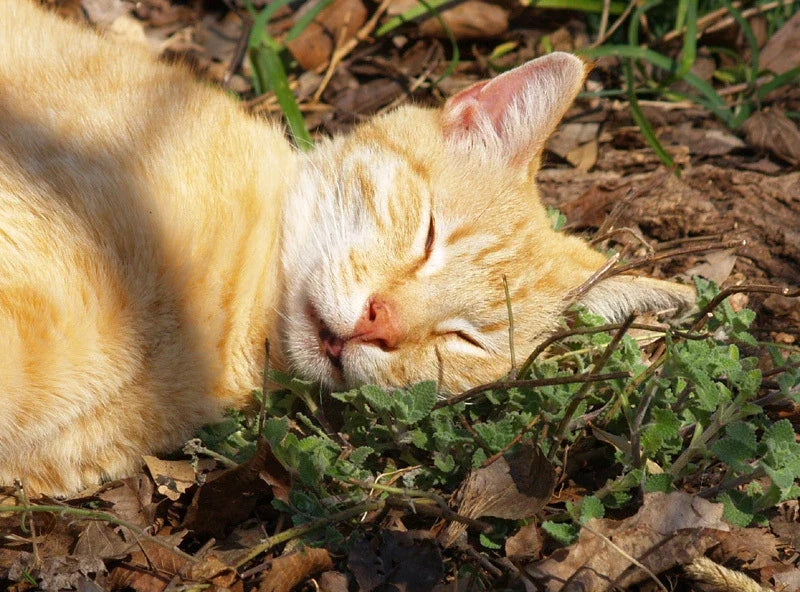 Organic Catnip Seeds - 100 Pack for Cats & Gardens - Nepeta cataria Herb for Indoor & Outdoor Growth