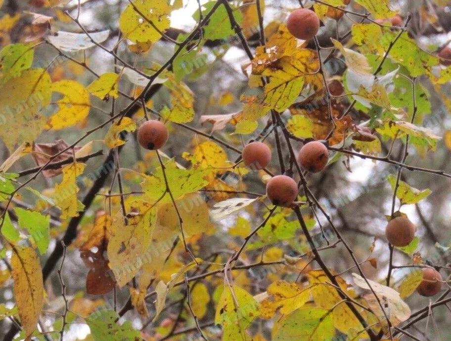Persimmon Tree Seedlings - 24" American Native Diospyros virginiana Bareroot Plants