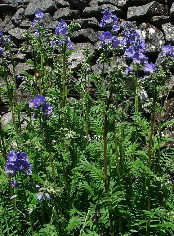 Polemonium Seeds - 15 Packets - Blue Master Jacob's Ladder - Polemonium foliosissimum - Blue Flowers, Perennial, Shade-Loving