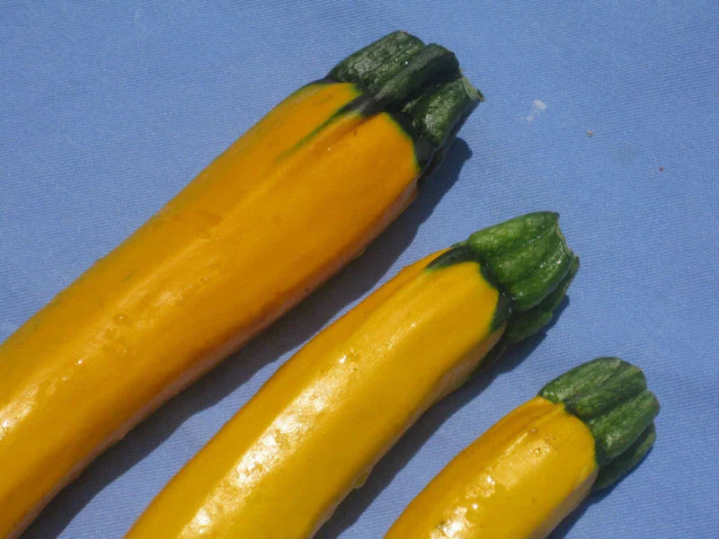 Zucchini Seeds - 20 Seeds - Golden Yellow Variety - Cucurbita pepo - GroCo USA