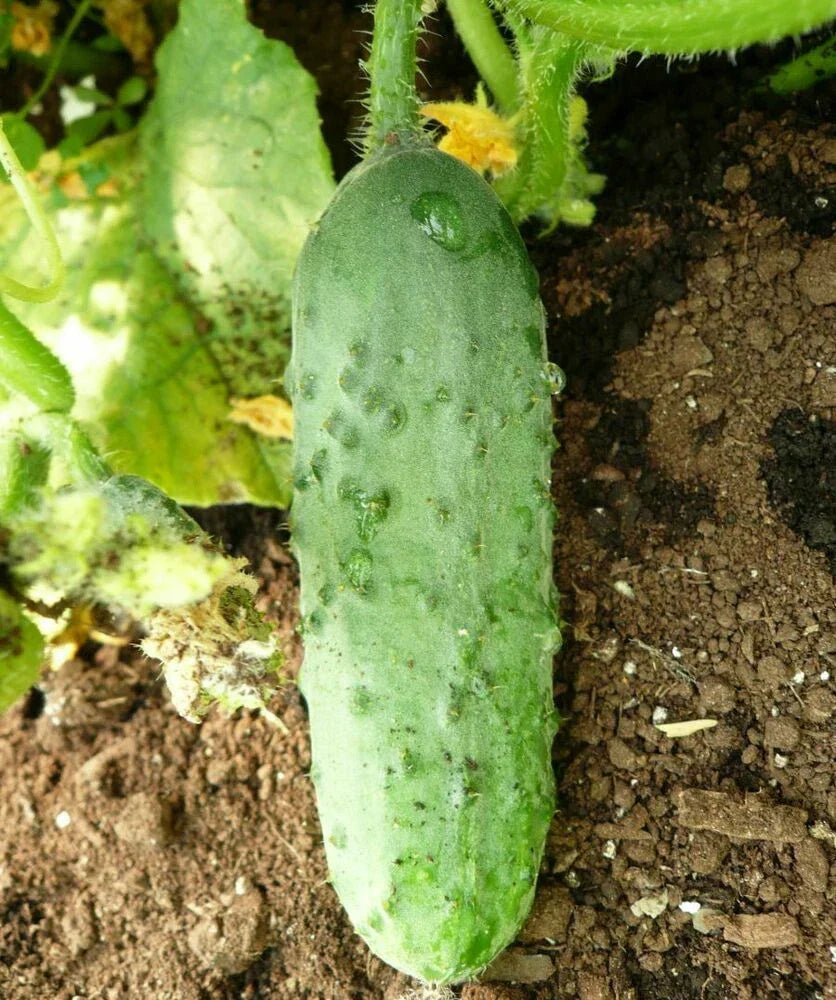 Calypso Cucumber Seeds 50+ Non-GMO Pickling Variety for Vegetable Garden
