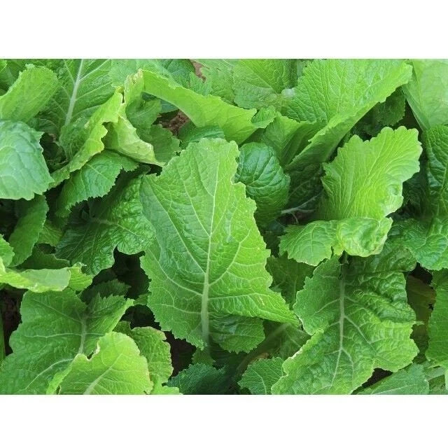 Florida Broadleaf Mustard Seeds - Heirloom NON-GMO Brassica juncea Seed Packet for Home Gardens