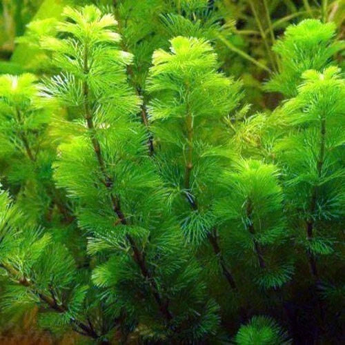Green Cabomba Plant 7 Stems - Easy Aquarium & Pond Aquatic Plant