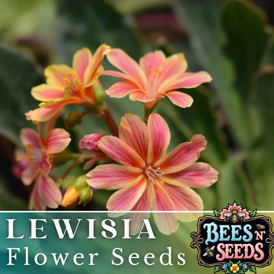 Cliff Lewisia Seeds - Non-GMO Flower Seeds for Garden - Lewisia cotyledon - Pink, White & Yellow Blooms, Rock Garden, Perennial