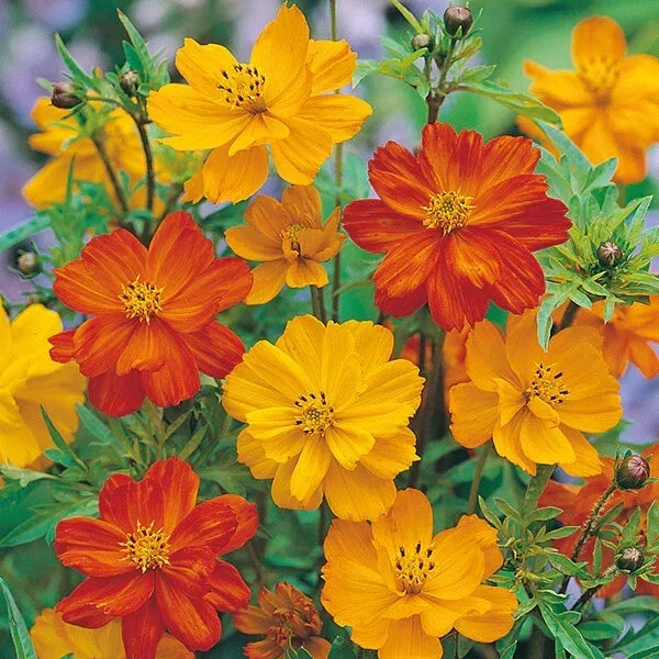 Cosmos Seeds - 200+ Polidor Mix Flower Seeds for Garden Planting - Vibrant Colors - Cosmos bipinnatus