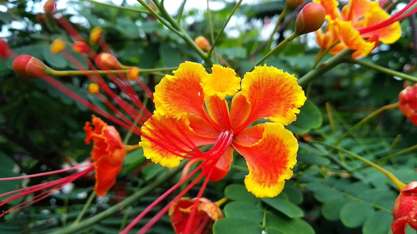 Peacock Flower Seeds - Red Caesalpinia pulcherrima - Tropical Bushy Plant for Garden, Container, or Landscape