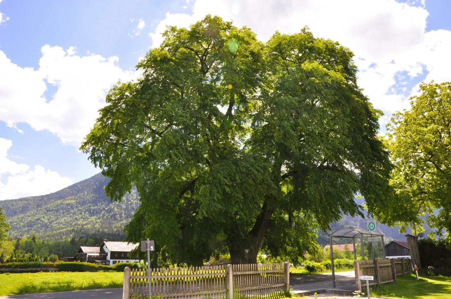 Big Leaf Linden Seeds Tilia platyphyllos for Planting, Deciduous Shade Tree, 20 Seeds