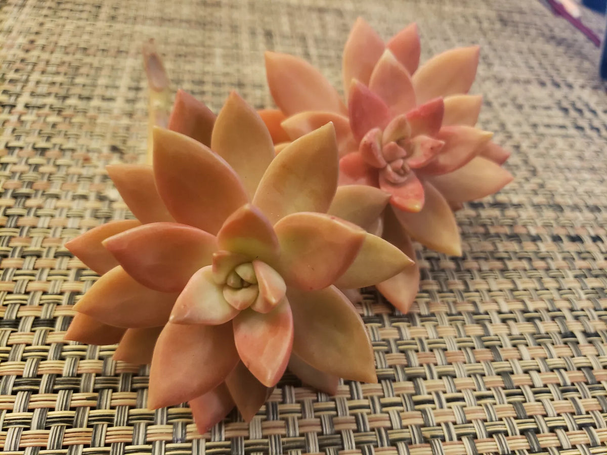 GraptoSedum California Sunset Succulent Cuttings - 2.5" Unrooted Plants for Indoor Outdoor Gardening
