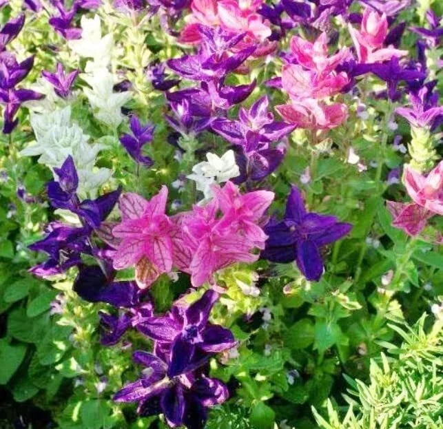 Tricolor Mix Clary Sage Seeds - 100 Salvia sclarea Seeds for Full Sun Gardens