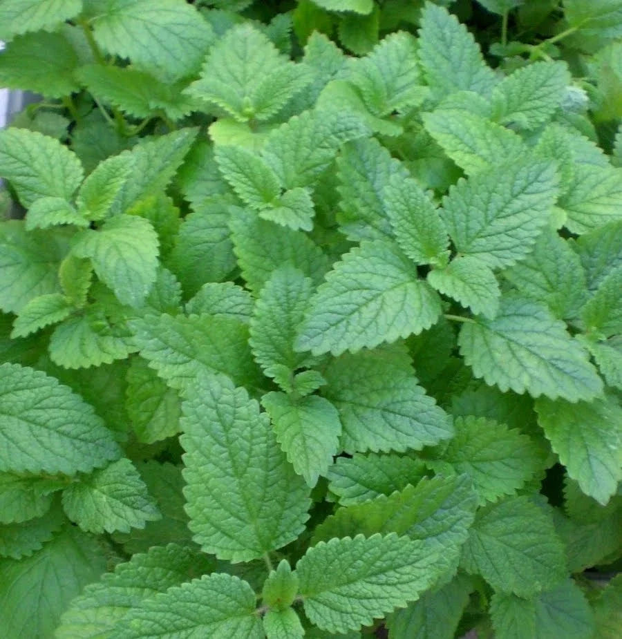 Lemon Mint Seeds – 150 Count, Medicinal Herb, Aromatic Culinary Herb, Mentha x piperita var. citrata