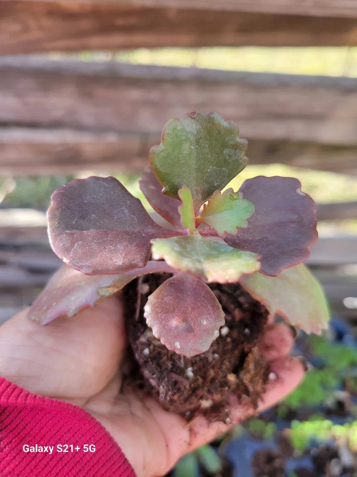 Kalanchoe Fedtschenkoi Succulent Plant - Lavender Scallops in 2.5 Inch Pot