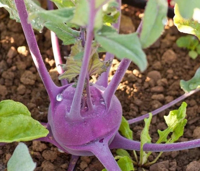 Purple Vienna Kohlrabi Seeds - 50 Count Packet, Brassica oleracea var. gongylodes, Crisp Tender, Colorful Vegetable for Home Garden