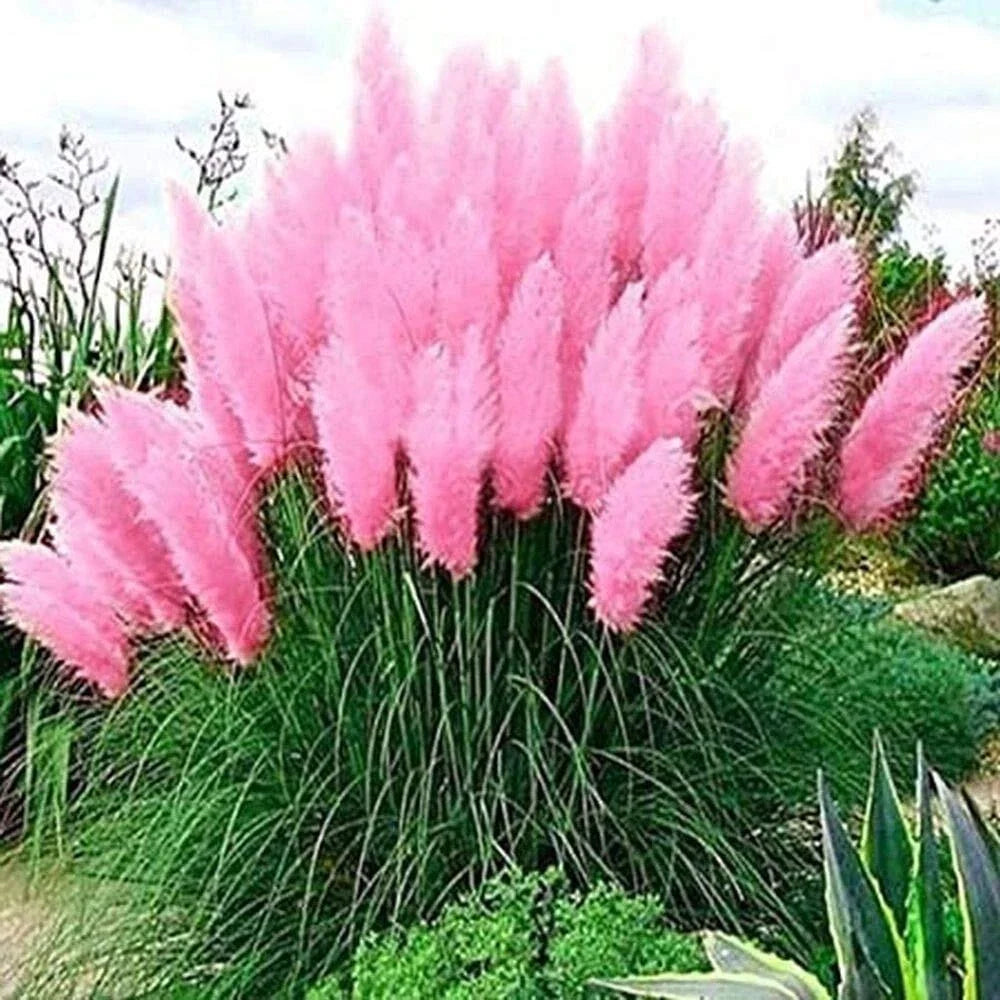 Pink Pampas Grass Seeds - Ornamental Landscaping Grass - Cortaderia selloana - 100 Seeds