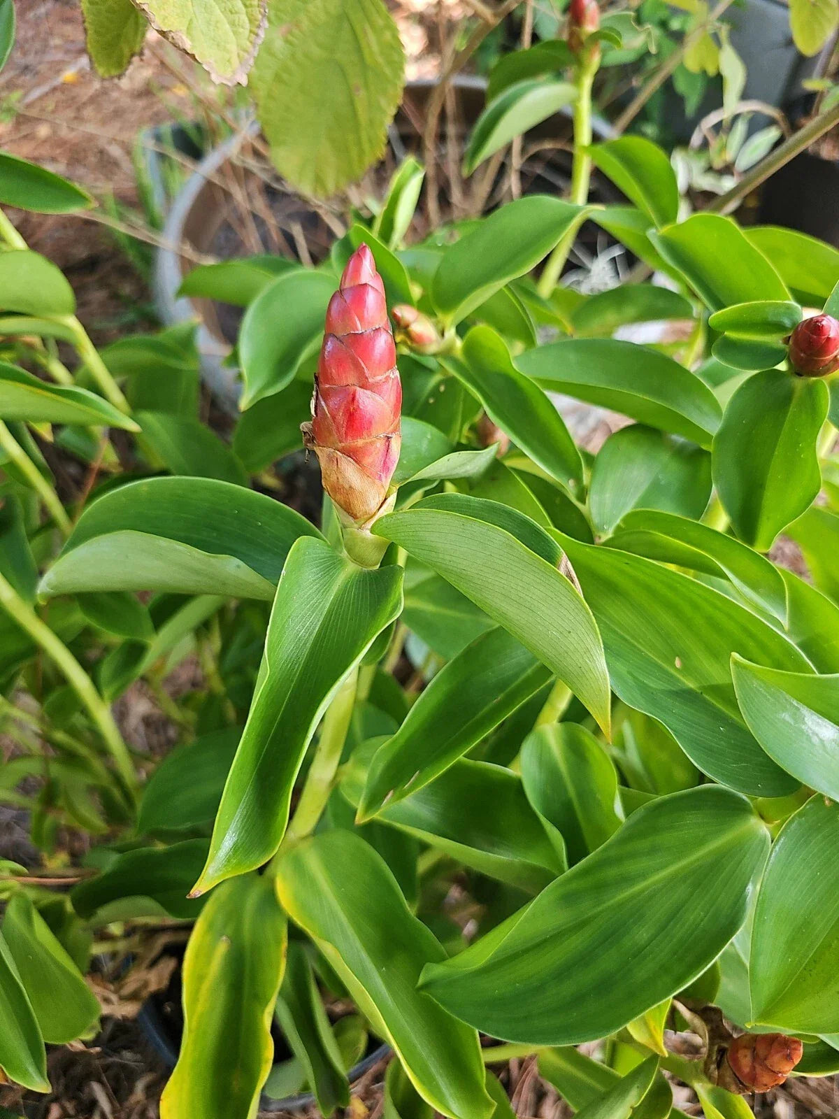 Spiral Red Button Ginger Plant (Costus woodsonii) Rooted Live Tropical Plant 10-12"
