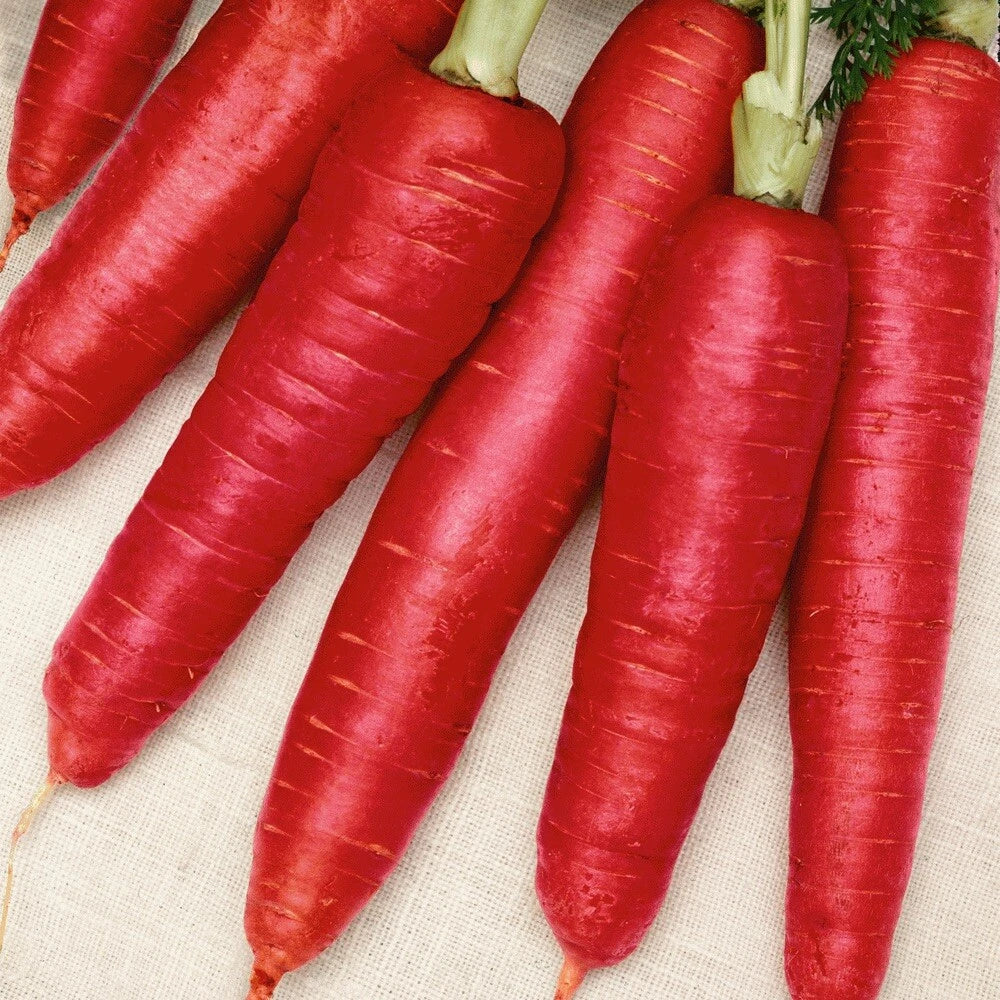200 Atomic Red Carrot Seeds | Organic Rare Daucus carota | Crisp Mild Sweet Flavor