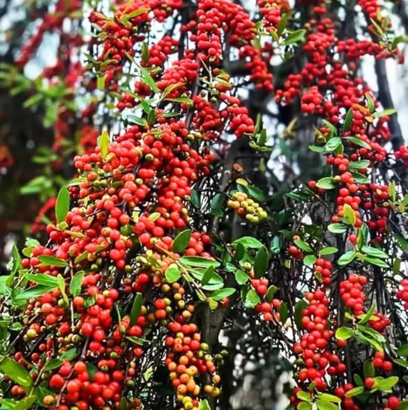 Live Weeping Yaupon Holly Plant – 4-6 Inches Tall – Soil-Wrapped Roots – Ilex vomitoria 'Pendula' Evergreen Shrub for Garden & Landscape