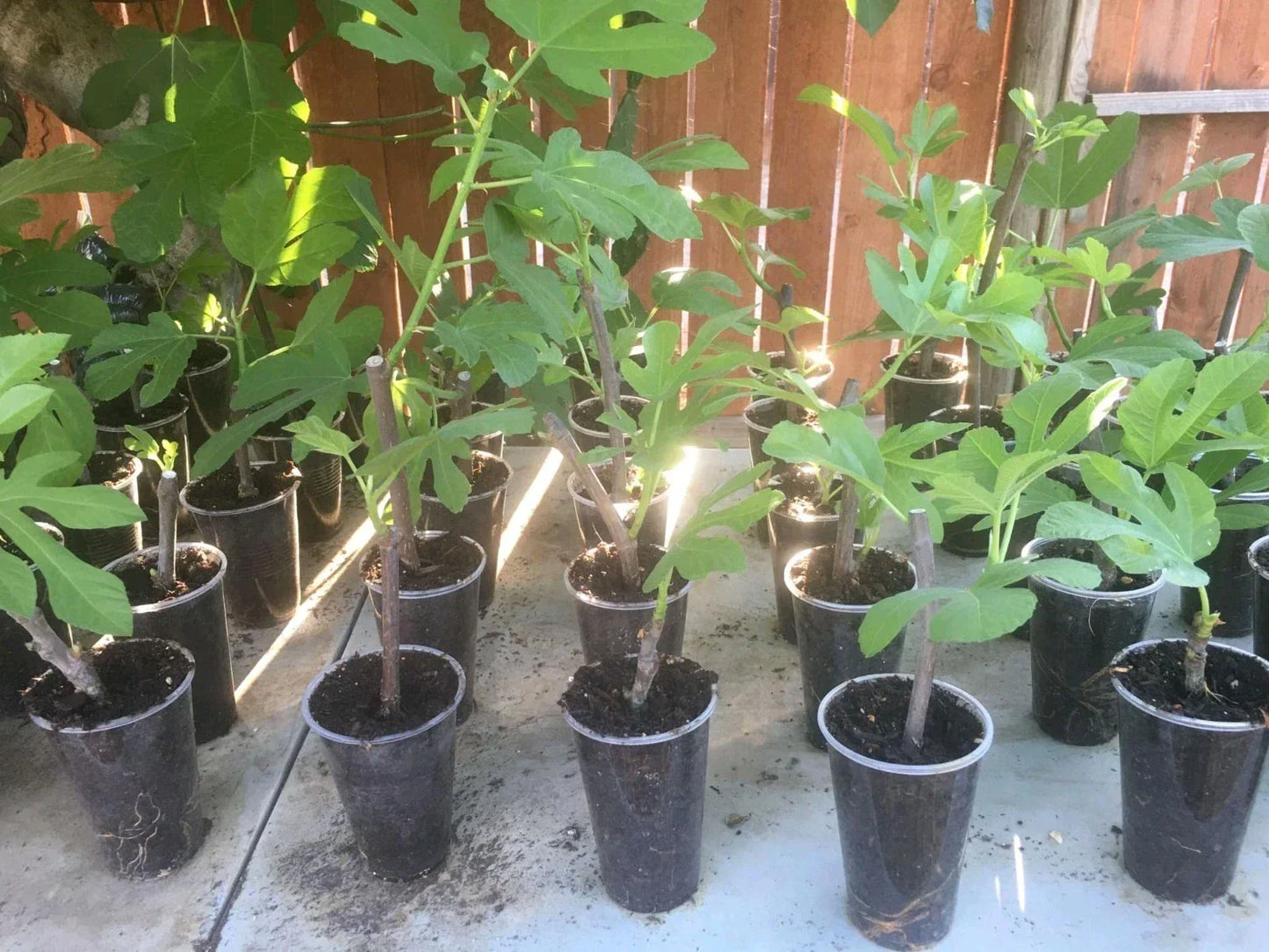 Violette de Bordeaux Fig Tree - Live Ficus carica for Indoor and Outdoor Gardening