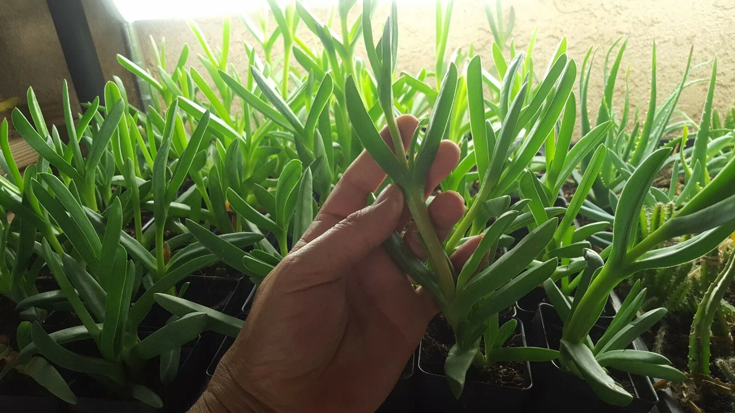 Live Cooper's Ice Plant Cuttings - 7 Coastal Pig Face Succulents, 3-4 Inches Tall, Drought-Tolerant, Delosperma cooperi