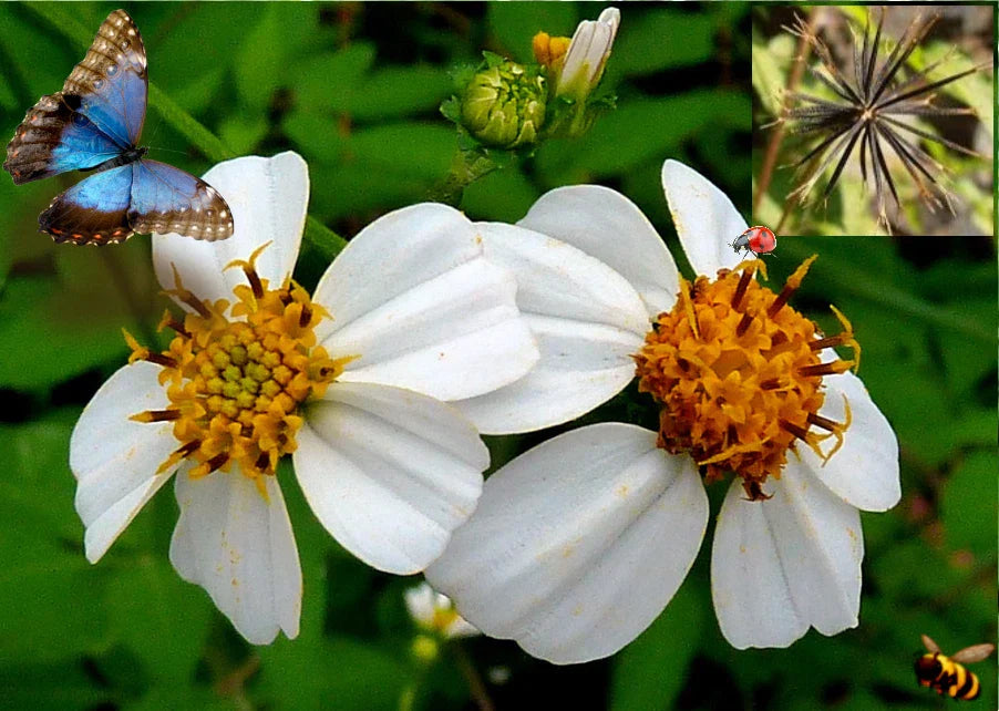 Spanish Needle Seeds - 150+ Pack - Biden alba Beggar's Tick Yellow Flowers
