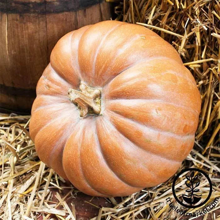 Heirloom Fairytale Pumpkin Seeds - Non-GMO Winter Squash - Cucurbita maxima - Ribbed, Deep Orange, Large Pumpkins