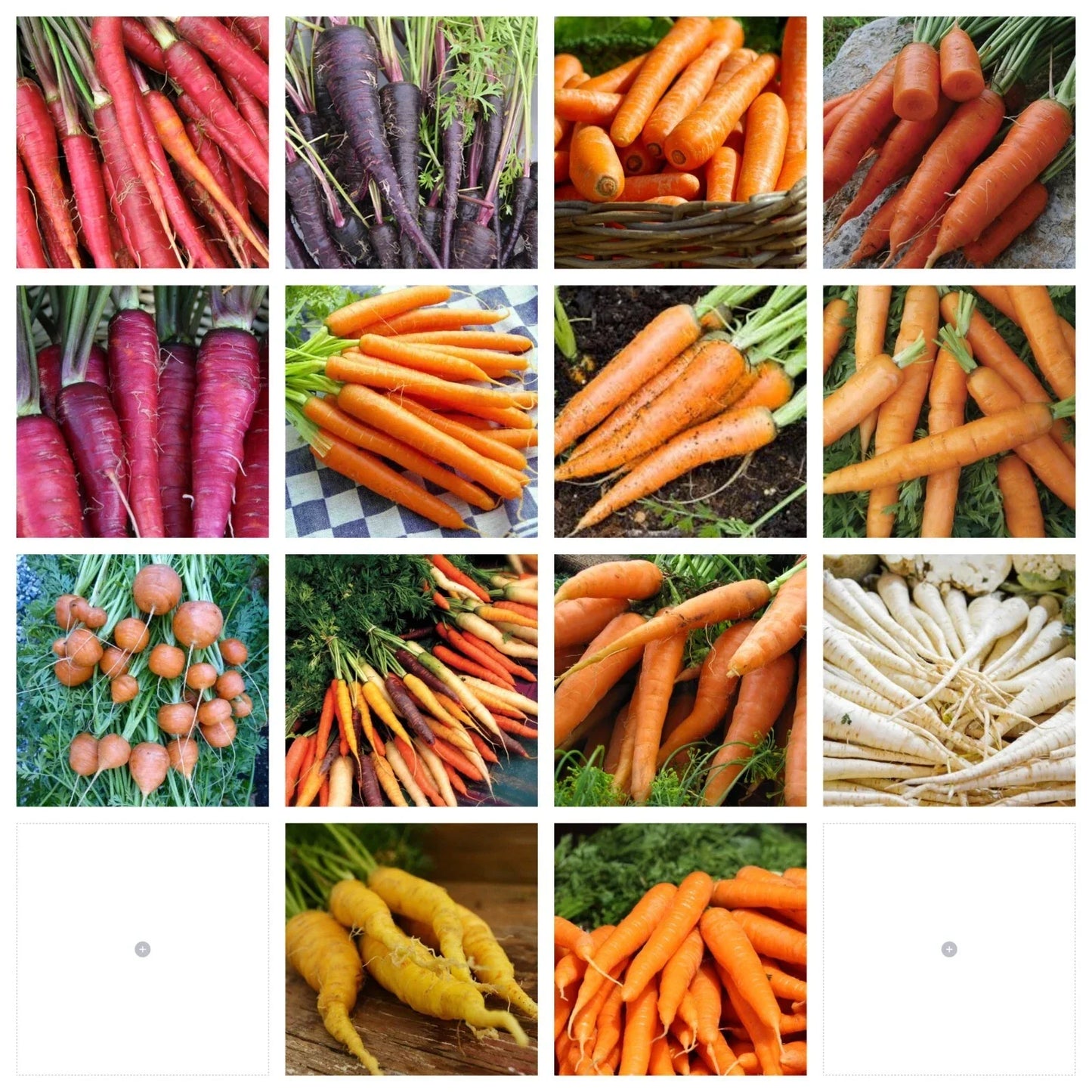 Carrot Seeds Collection - NON-GMO, 14 Varieties - Daucus carota - Heirloom Organic Vegetable Seeds