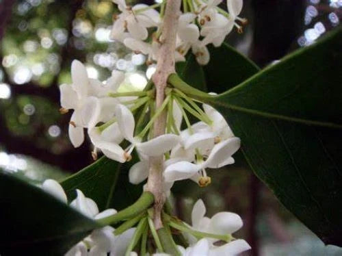 Fragrant Tea Olive Starter Plant in 4-Inch Pot, Osmanthus fragrans, Aromatic Shrub for Garden or Landscape