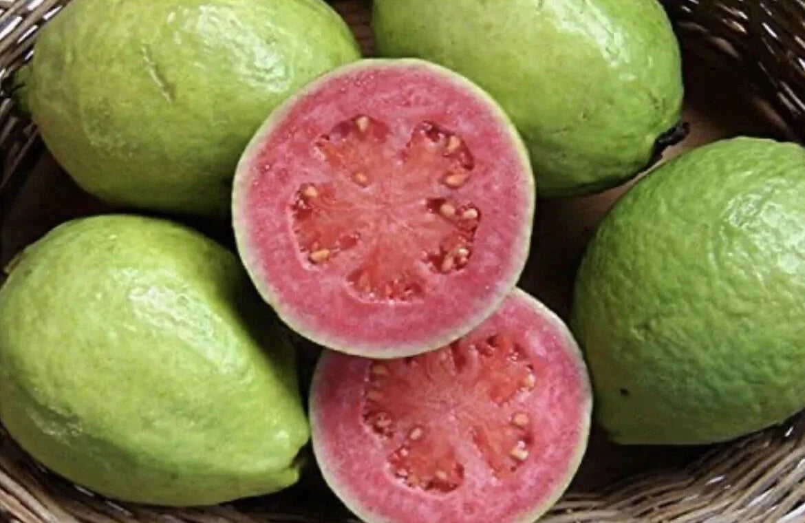 Pink Guava Seeds - Organic Psidium guajava Fruit Garden Seeds for Easy Growing in Warm Climates
