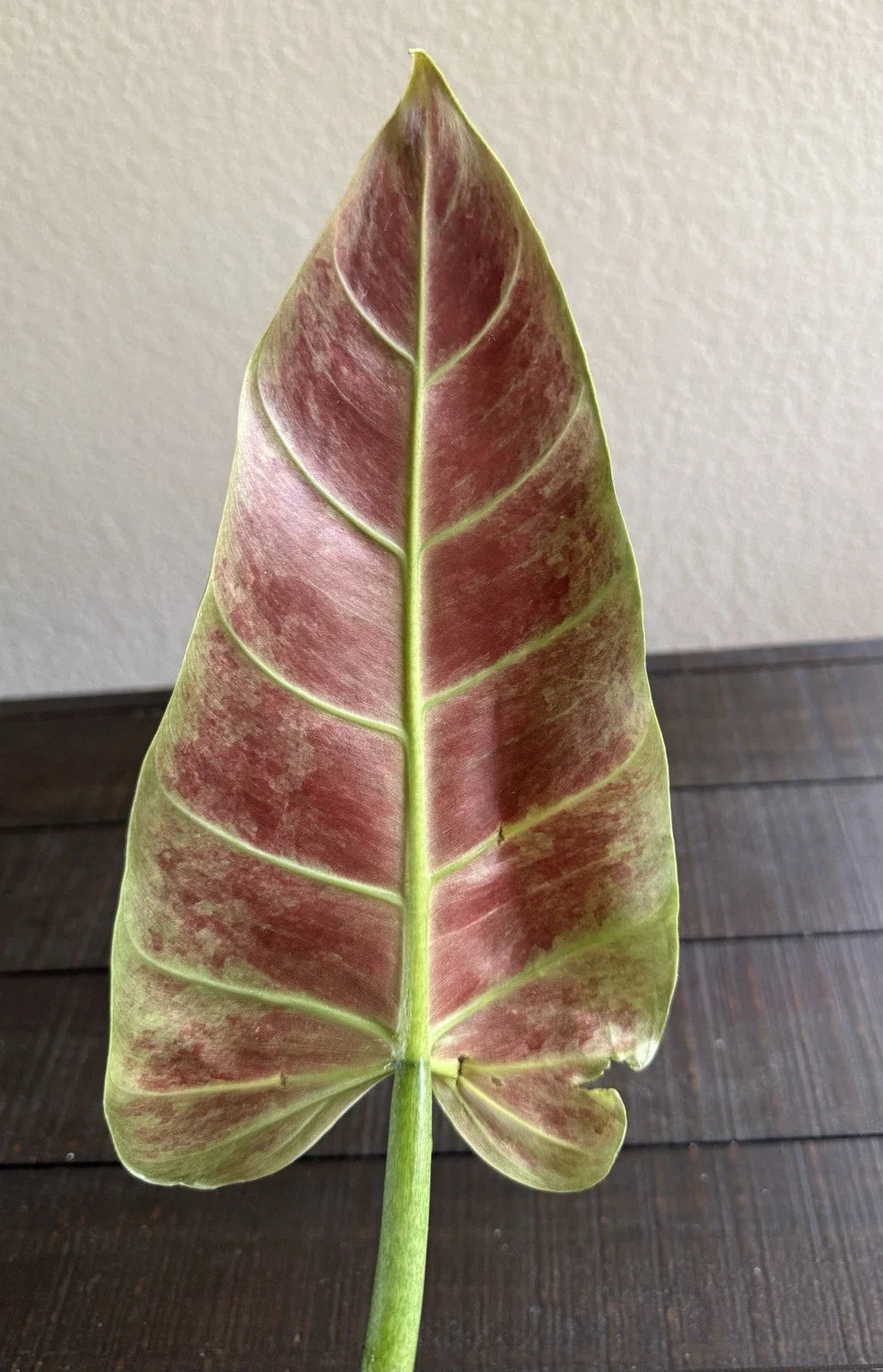 Philodendron Subhastatum Rooted Cutting - Indoor Houseplant, Rare Tropical Plant, Easy Care, Climbing or Trailing, Live Plant