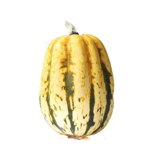 Jester Squash Seeds Pack - Colorful Variegated Cucurbita pepo, Vining Annual Vegetable, 25+ Seeds for Home Garden