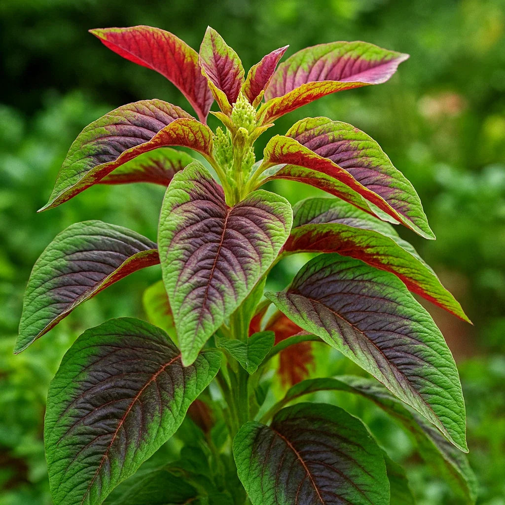 Red Amaranth Seeds - 100+ Stripe Leaf Chinese Spinach Amaranthus tricolor for Vegetable Garden