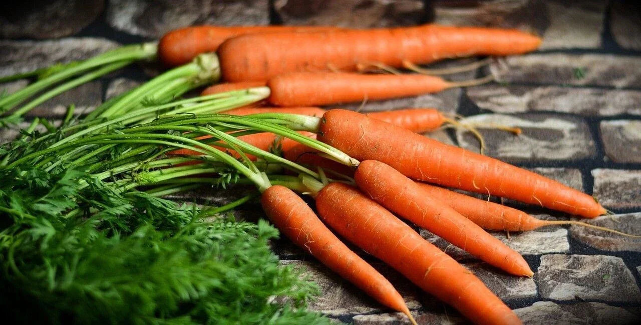 Gourmet Tendersweet Heirloom Carrot Seeds - Home Garden Planting with Tracking