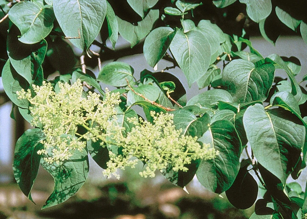 Japanese Tree Lilac Seeds 25 Pack | Syringa reticulata Ornamental Tree