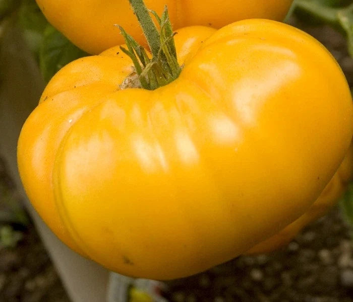 Yellow Brandywine Tomato Seeds - Large Heirloom Slicer Variety, Solanum lycopersicum, 15 Seeds Pack