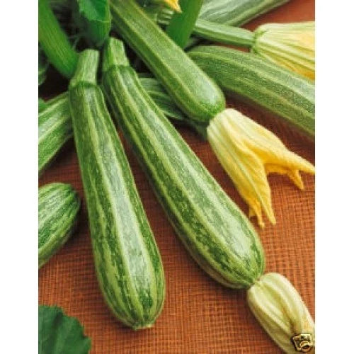 Italian Striped Zucchini Seeds - 20 Count, Cucurbita pepo, Early Maturing, Traditional Italian Variety