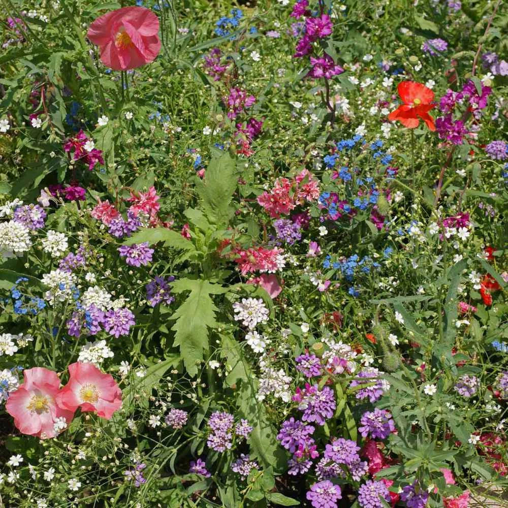 Wildflower Seeds Mix - 200+ Colorful Annual & Perennial Varieties for Partial Shade - USA Grown