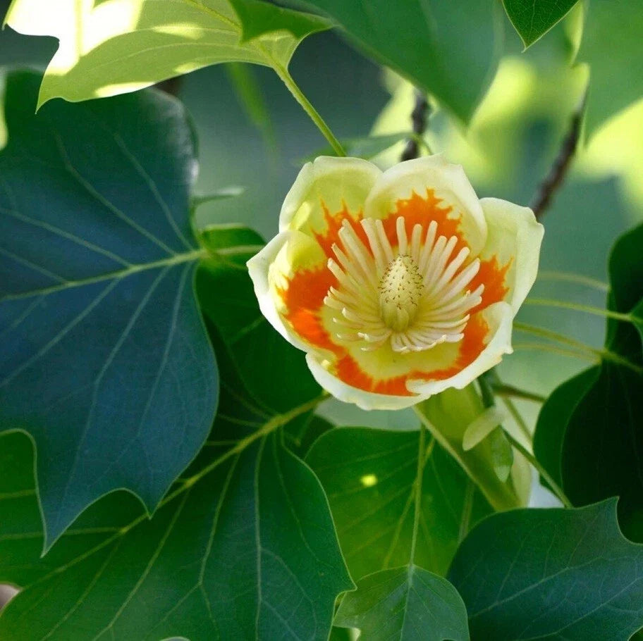 Live Tulip Tree Plant 7" Tall Well-Rooted Liriodendron Tulipifera for Gardens & Landscaping