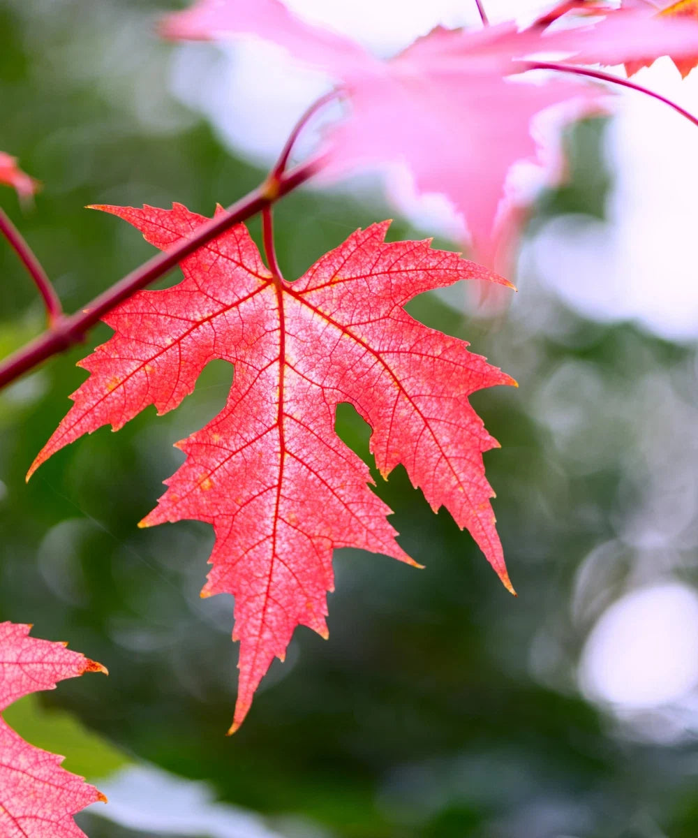 Silver Maple Seeds - 10 Pack for Bonsai & Landscaping - Acer saccharinum - Fast Growing Tree with Vibrant Fall Colors