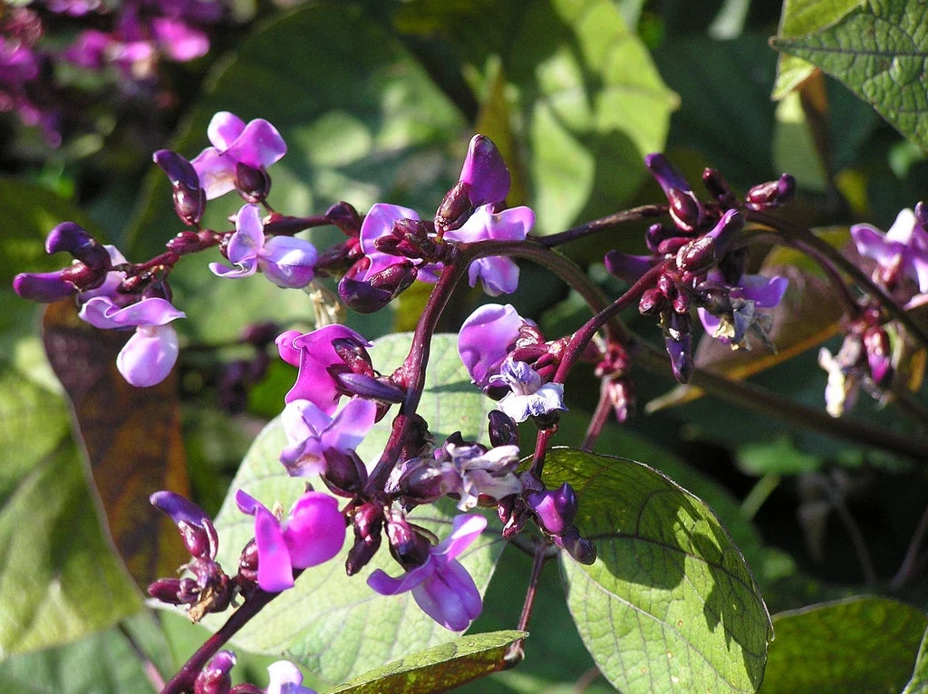 Purple Hyacinth Bean Vine Seeds – Lablab purpureus Climbing Flowering Climber – Fast-Growing Trellis Plant, 15 Seeds