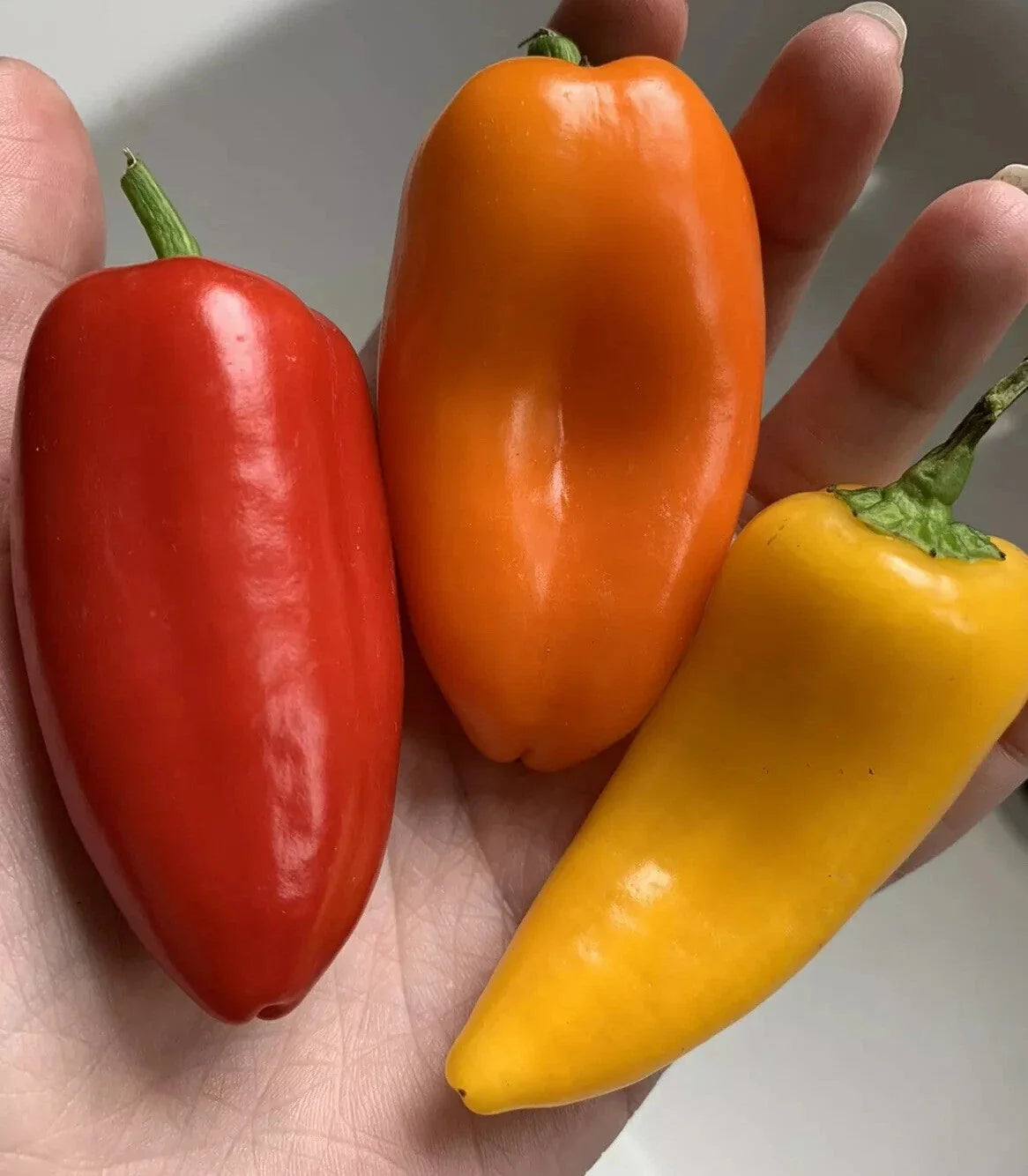 Organic Non-GMO Lunchbox Sweet Snacking Pepper Seeds – Red, Orange, Yellow, Capsicum annuum