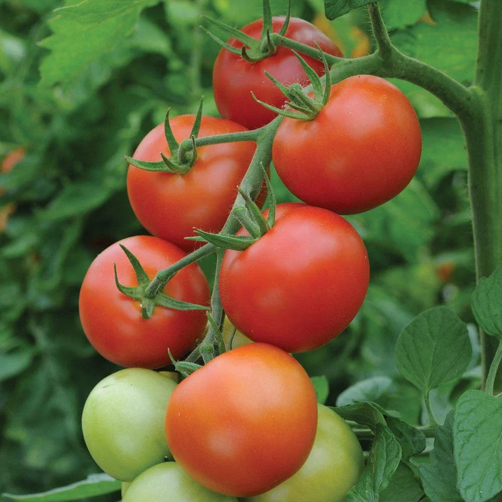 Moneymaker Tomato Seeds - 120+ Heirloom Organic Non-GMO Seeds for Home Gardening